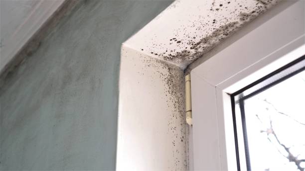 Best Mold Prevention Services  in Sheffield, IA